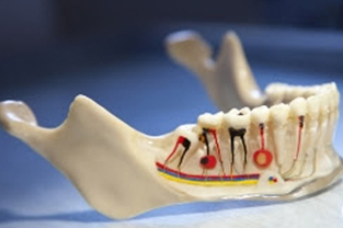 Beyond Teeth: What’s Inside Your Mouth